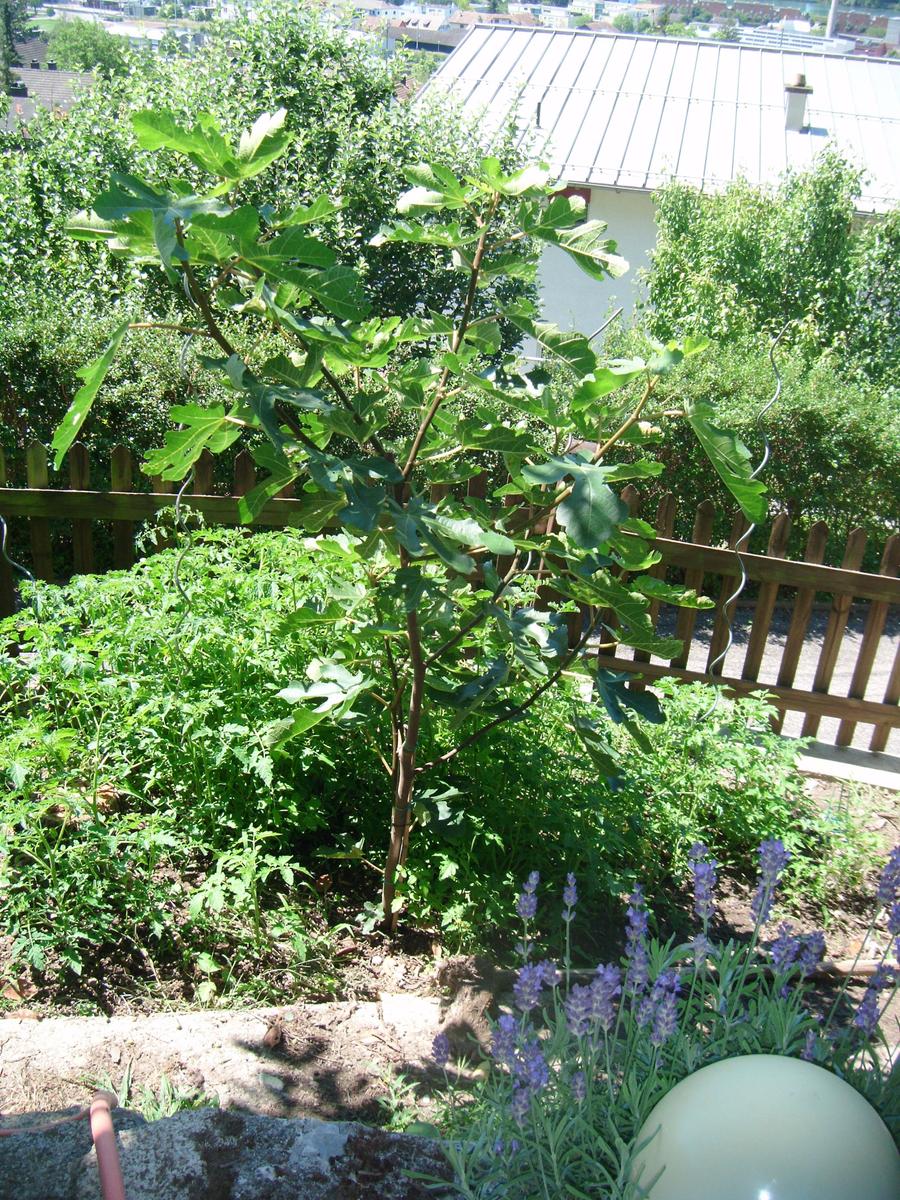 Feige im Tomatenwald