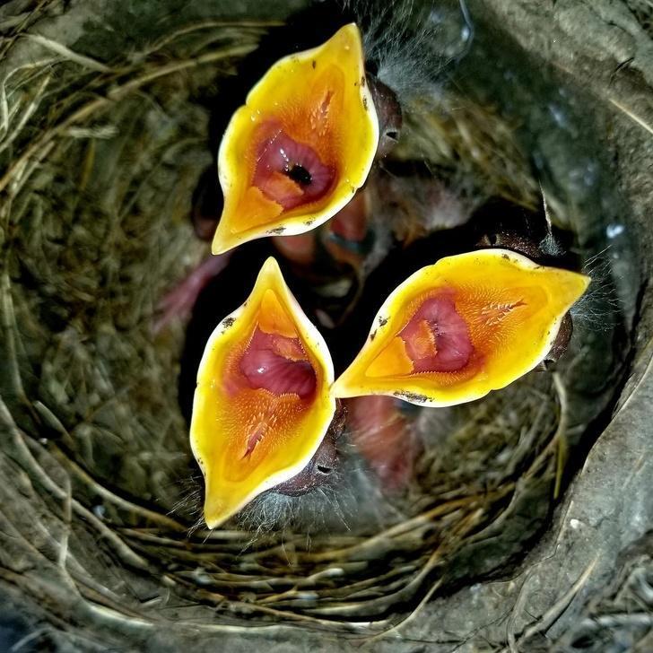 birdsj