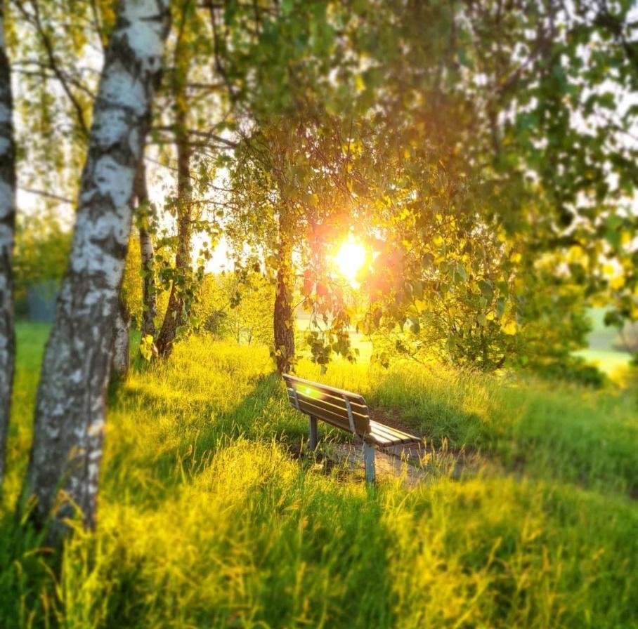 Abendsonne am Birkenbnkle - Kopie