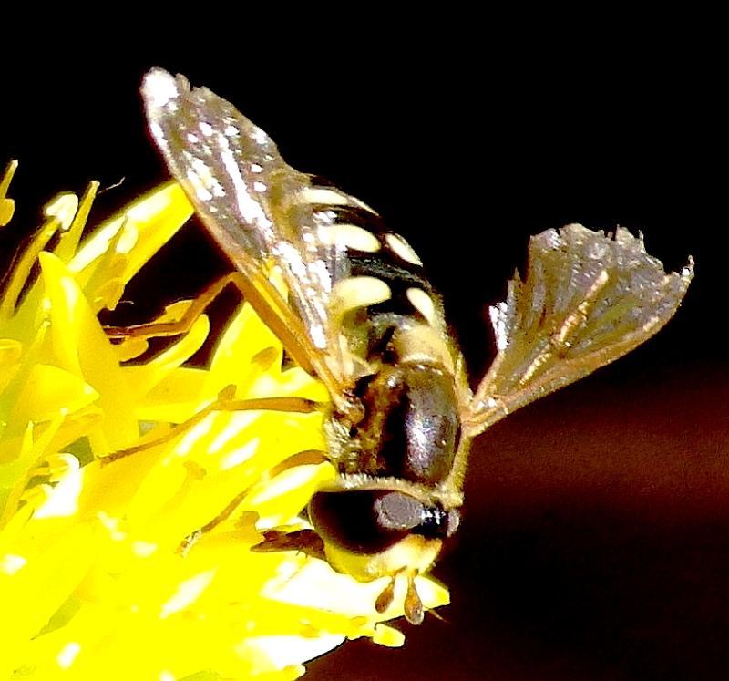 hSchwebfliege an Sedumblte 01c