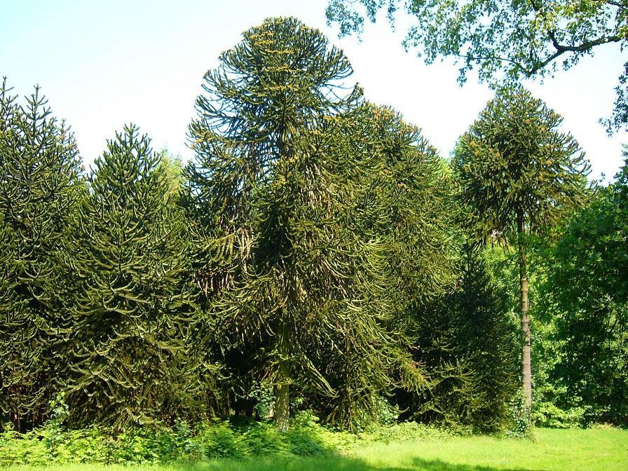 P1030590