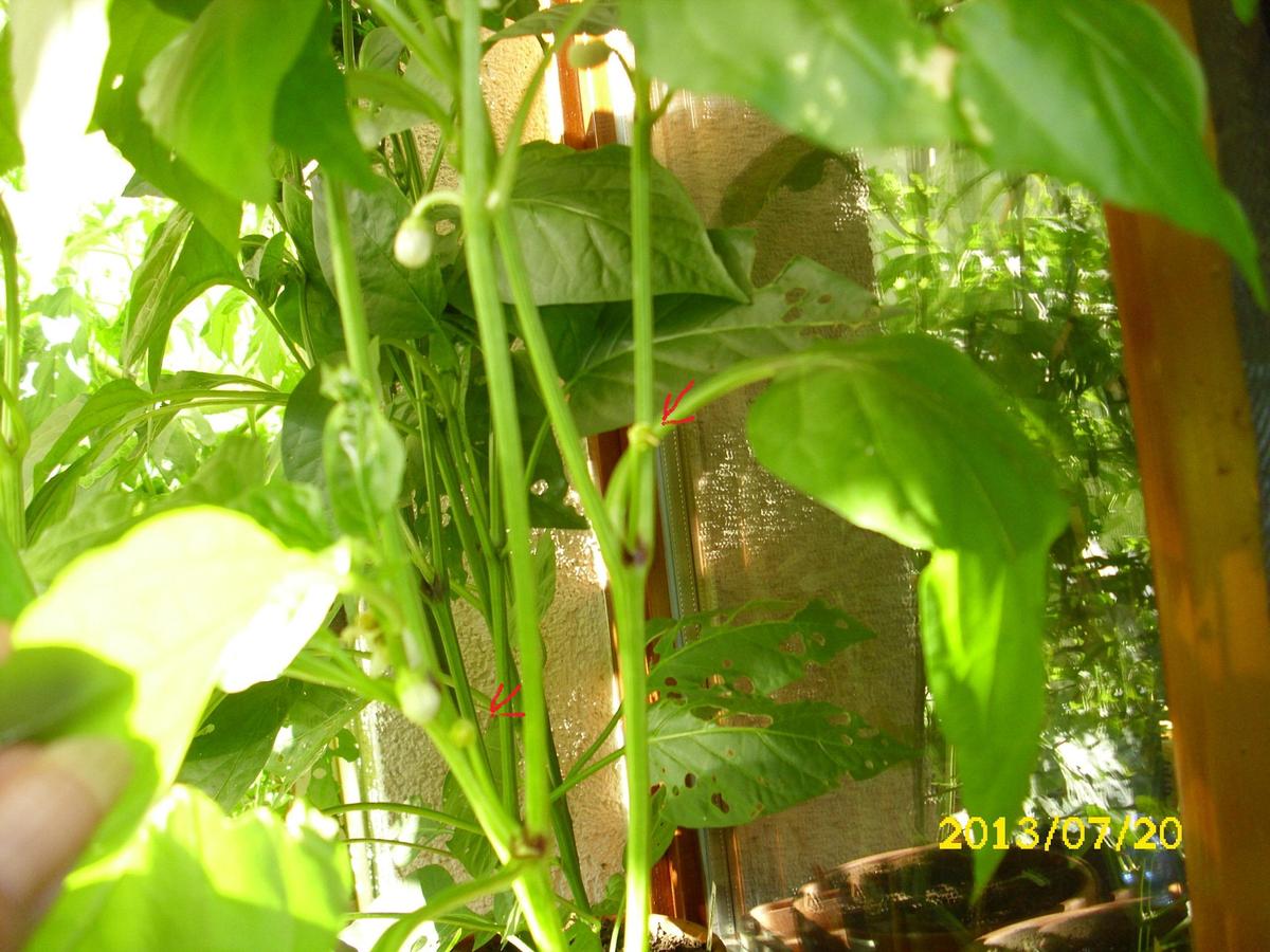 spitze paprika