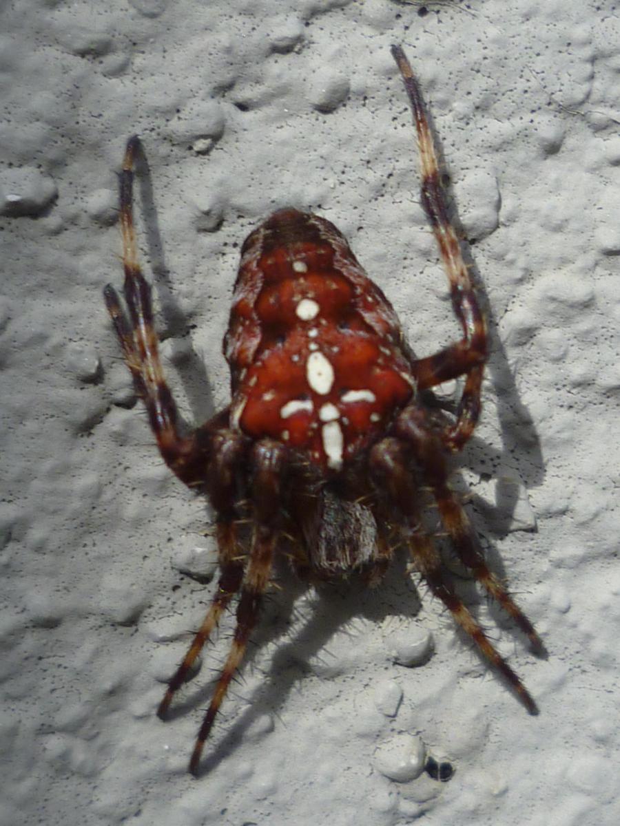 P1010587