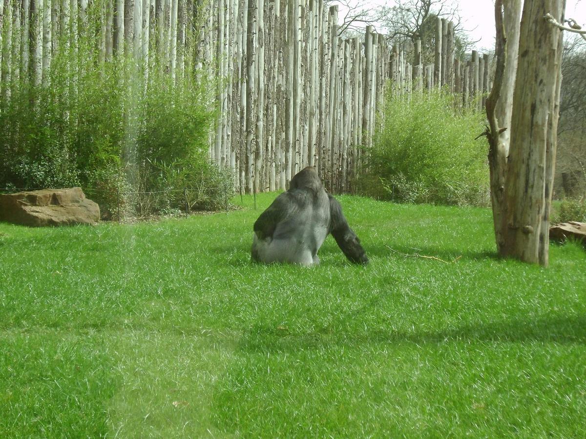 Gorilla