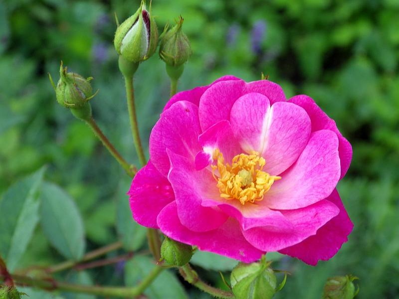 KK 6407gartenRo