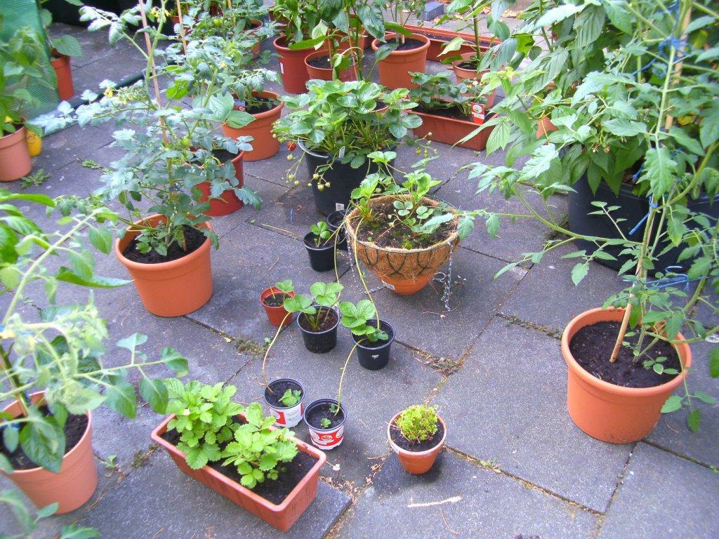 Erdbeerfarm