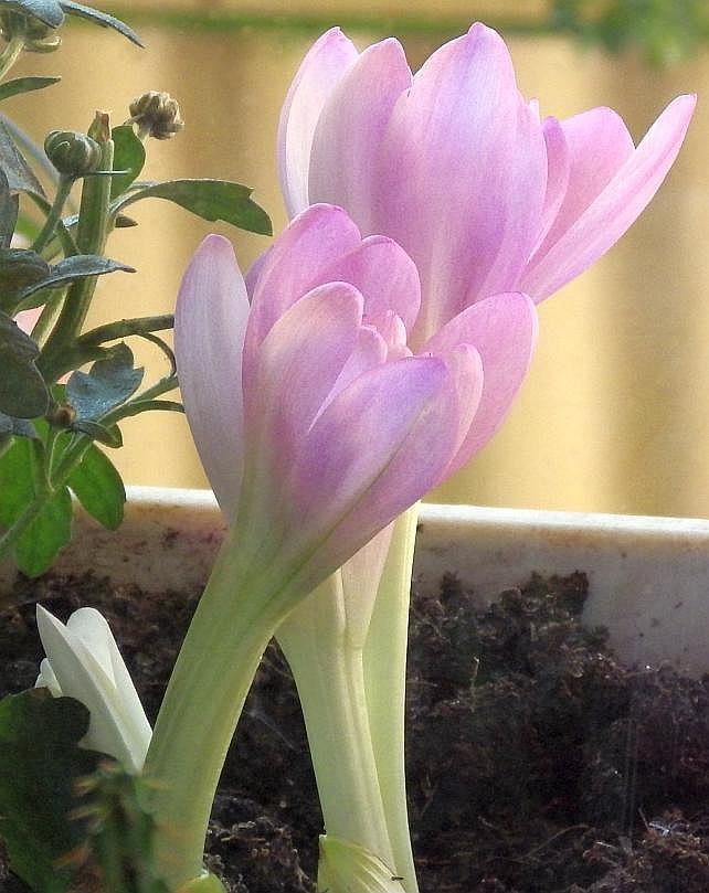  KK Colchicum2182x
