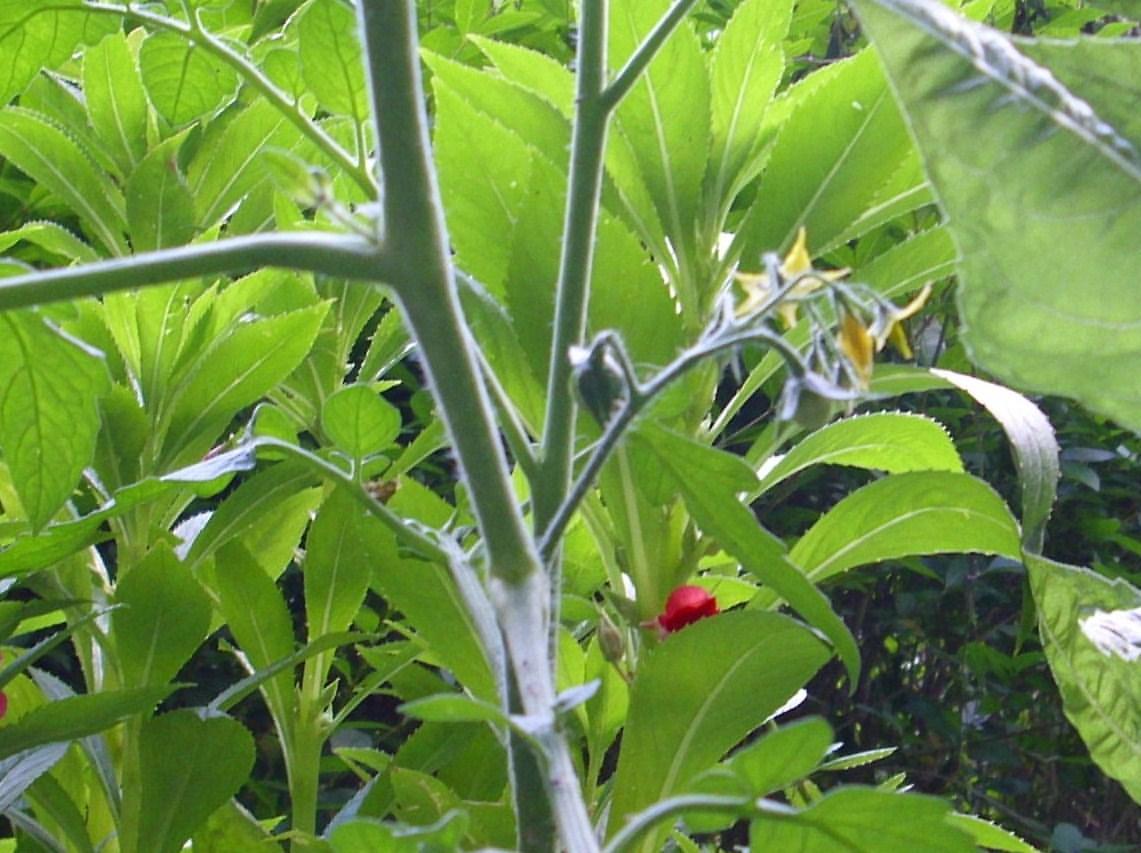 tomaten