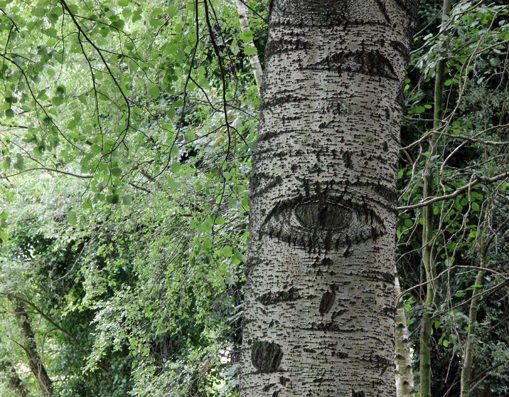 the-eye-of-the-white-poplar 14319744438 
