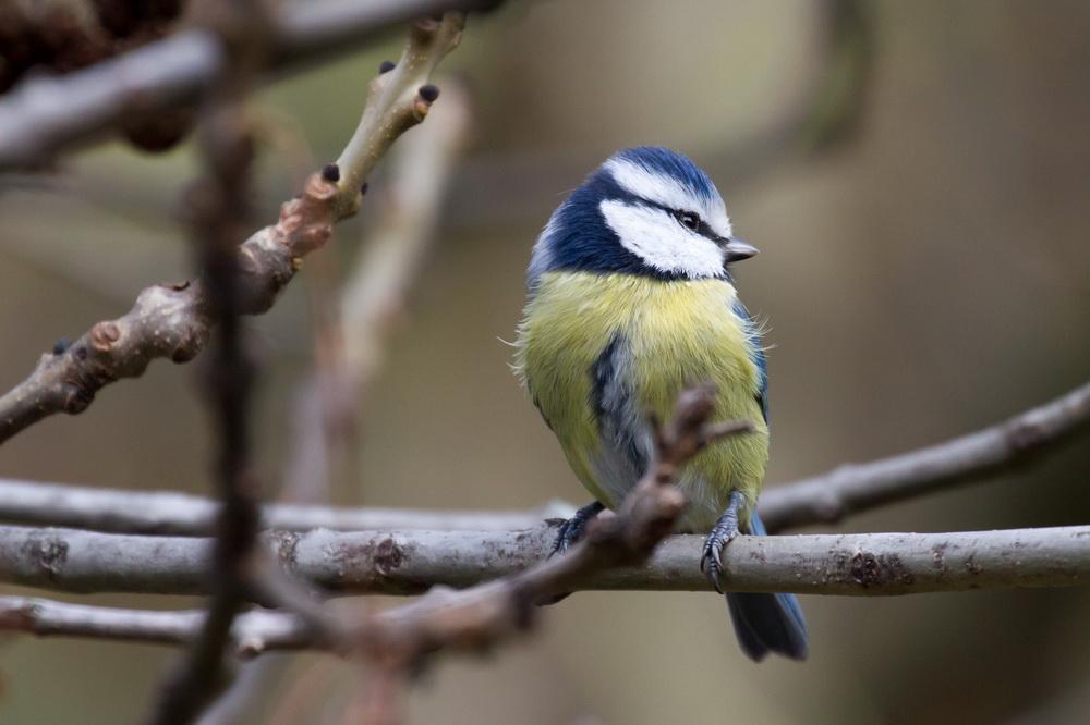 Blaumeise2