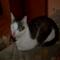 Profil von snowi
