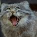 Profil von Pallas_Cat