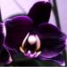 Profil von Blackorchidee7