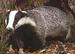 Zitat von Badger