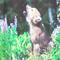 Profil von littlewolf