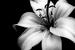 Profil von Lillienblüte90