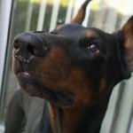 Profil von Doberfrau