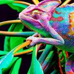 Profil von CamoChameleon