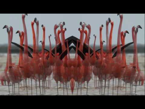Youtube: Birds Do It (Official Lyric Video)