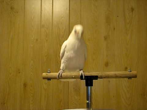 Youtube: Frostie Dancing To Shake Your Tail Feather! ©Karla K. Larsson