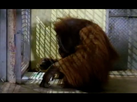 Youtube: Orang Utang Buschi malt affenstarkes Kunstwerk