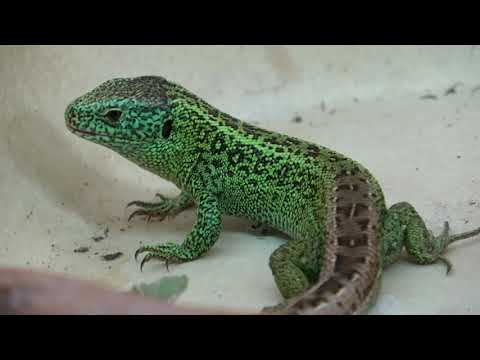 Youtube: Nachzucht Fütterung Zauneidechse 4K (Lacerta agilis)