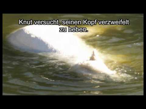 Youtube: Zoo = Death row for animals, important!