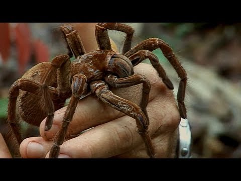 Youtube: Holding a Wild Goliath Tarantula | Deadly 60 | BBC Earth Explore