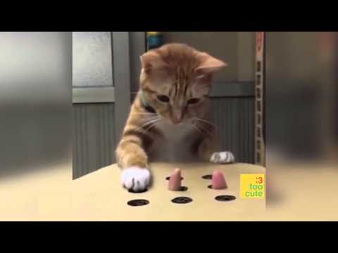 Youtube: Beste lustige Katzen und Hunde 2019. Katze schlägt fehl, Hund nicht. Lustige Haustiere .