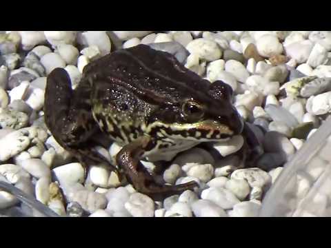 Youtube: Fütterung unserer zahmen Teichfrösche ( Zahmer Frosch )