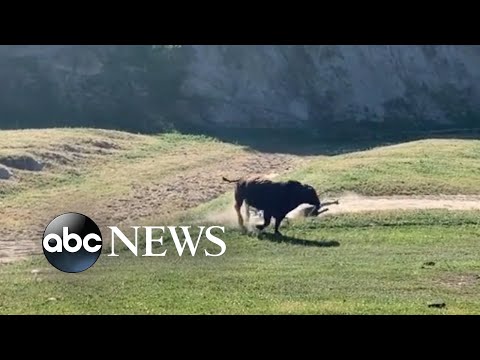 Youtube: Bull attacks cyclists during California gravel race