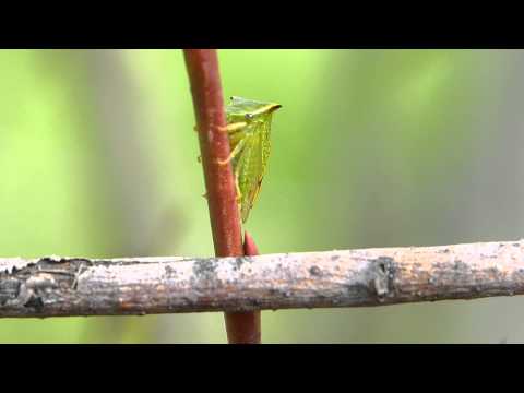 Youtube: Büffelkopfzikade, Büffelzikade (Stictocephala bisonia)