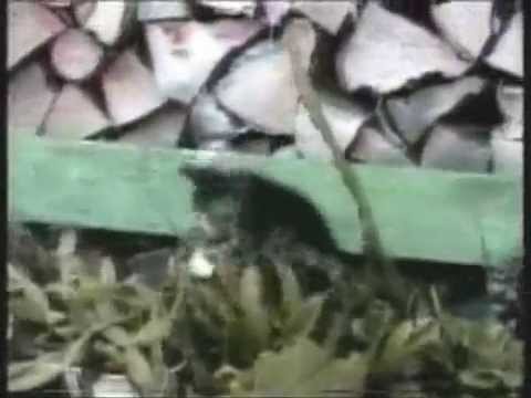 Youtube: Funny Cats  vs. Funny Dogs