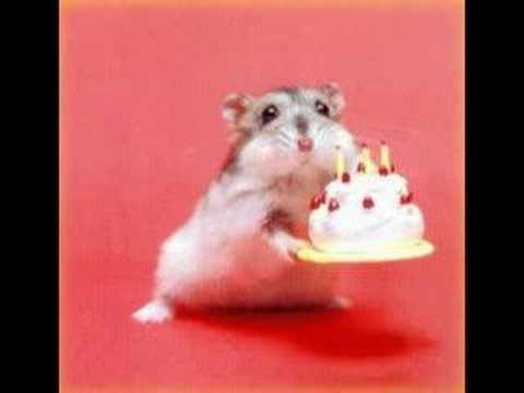 Youtube: Witzige Tiere