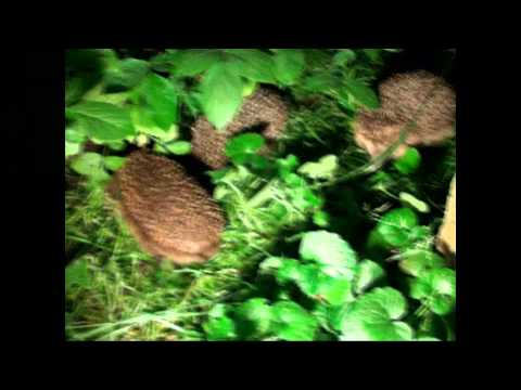 Youtube: Igelsex auf Fehmarn