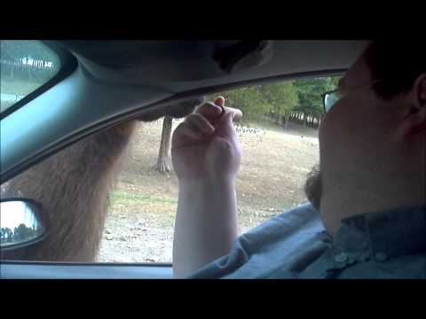 Youtube: Drive through Tour at the Promised Land Zoo
