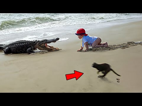 Youtube: Cats being LEGENDS !