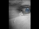 Youtube: Willie Nelson - You Were Always On My Mind