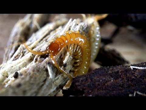 Youtube: Centipede from Vladivostock with Mite Passangers