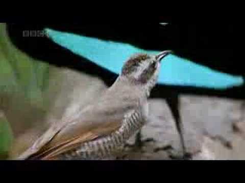 Youtube: Weird Bird of Paradise