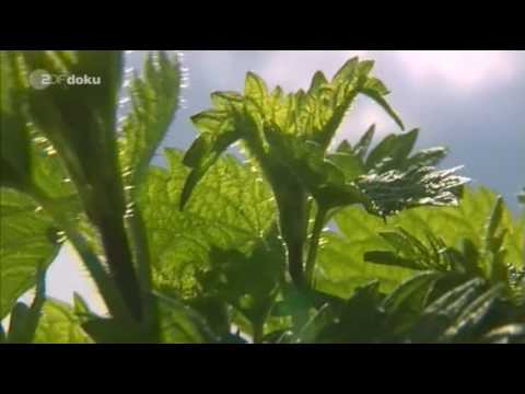 Youtube: Moderne Phytotherapie (Pflanzenheilkunde) Teil  1/6