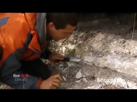 Youtube: Bear Grylls Delicacy Part 1