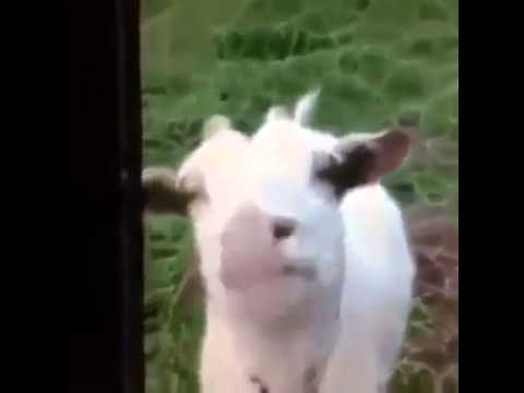 Youtube: Zige streckt zunge raus