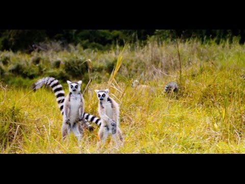 Youtube: "The Lemur Dance" Featurette - Island of Lemurs: Madagascar
