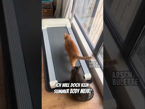 Youtube: KATZEN FITNESS! #funnyanimals #cat #fitness