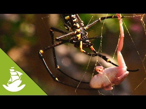 Youtube: Spider Vs Frog