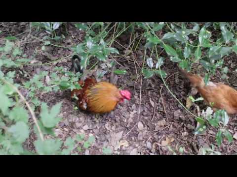 Youtube: Bürger und Tierpark Bremen