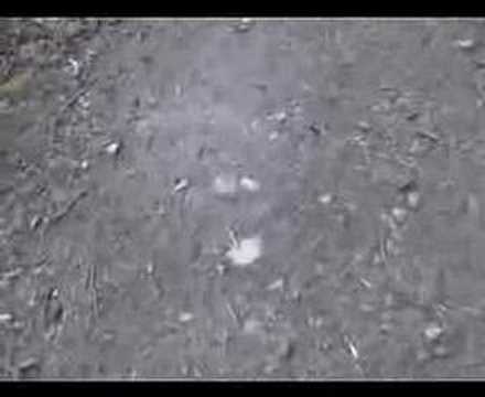Youtube: BOC: Aquarius