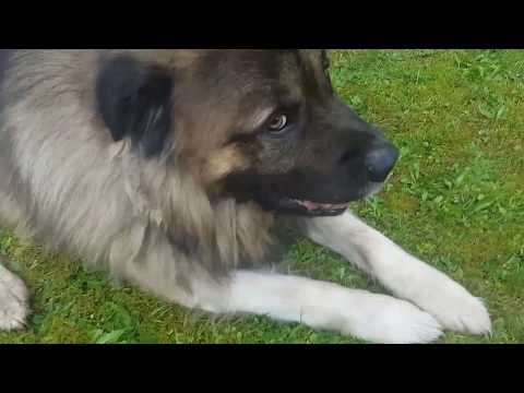 Youtube: Der beste Freund des Menschen - Owtscharka Kaukase - Kaukasischer Schäferhund - Кавказская овчарка