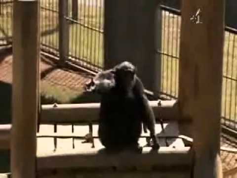 Youtube: Dawkins - Darwinism and Ethics.mp4